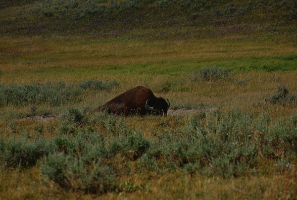 20000801   Yellowstone 139